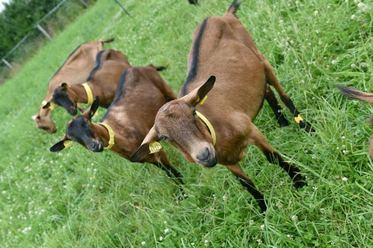 ELEVAGE : Congo Peace Scholl de Mumosho produit bientôt du lait de ...